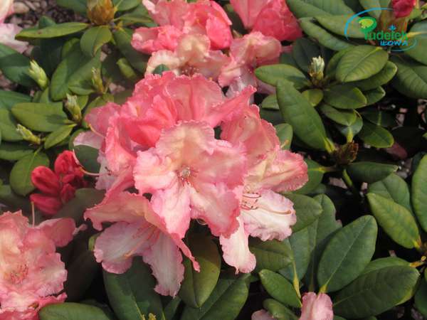 Rhododendron Rimini